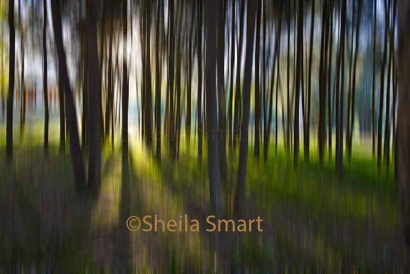 Trees with motion blur