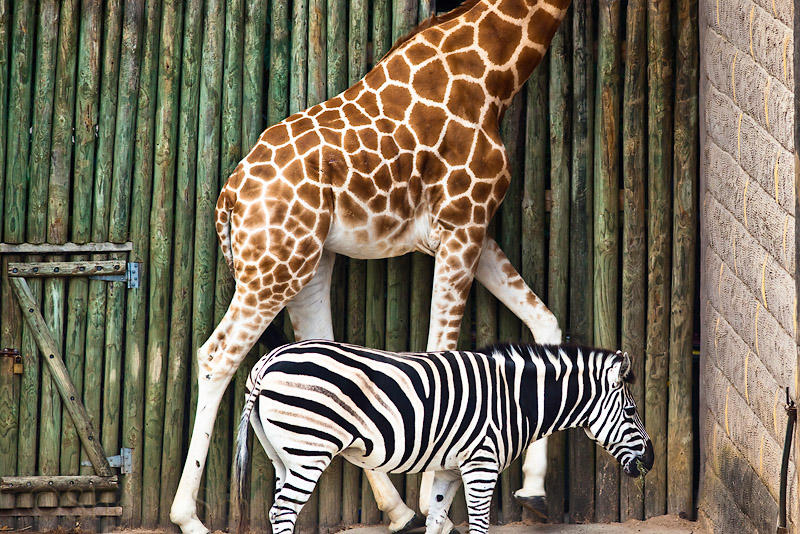 Giraffe and zebra patterns