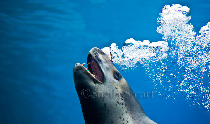 Leopard seal with bubbles