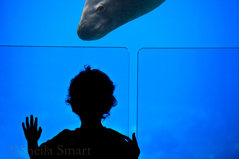 Child silhouette at aquarium with leopard seal