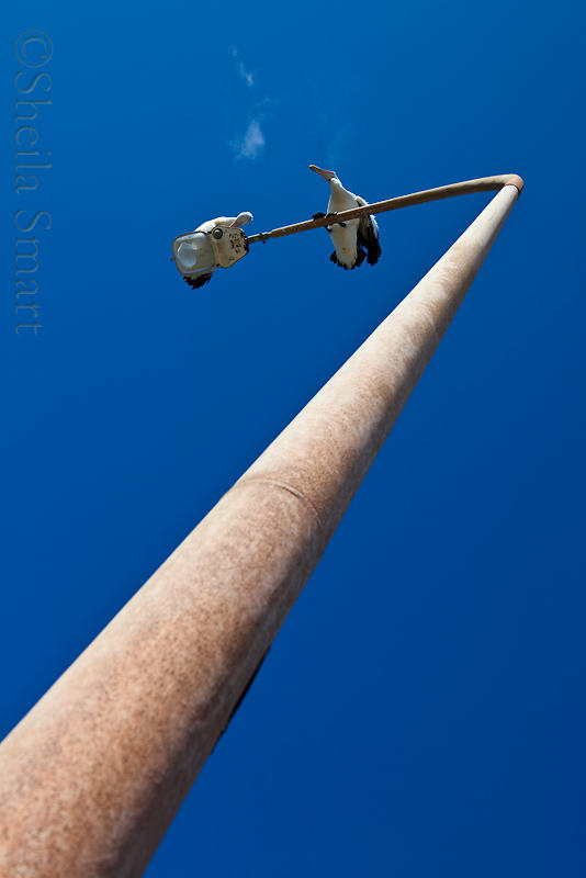 Australian white pelicans  on a lamp standard