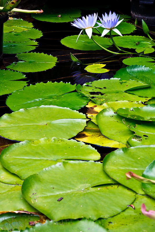 Lilypads and waterlilies in Botanic Gardens, Sydney