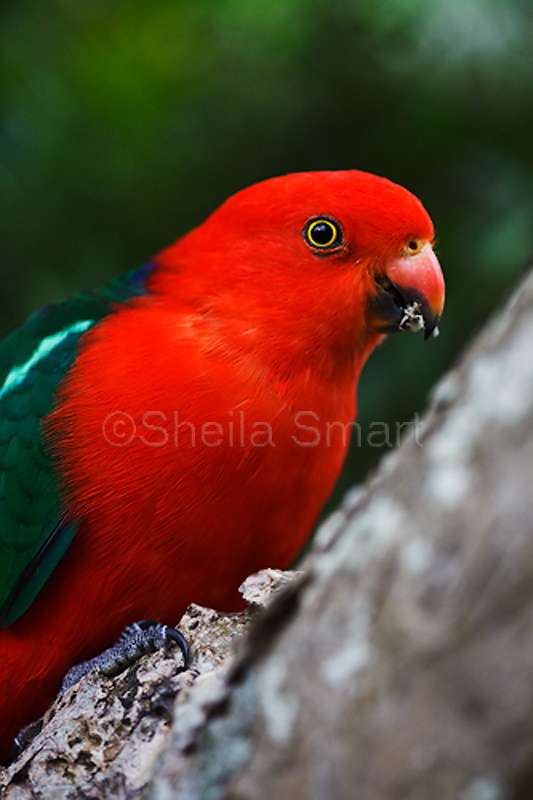 King parrot in frangipani tree in garden