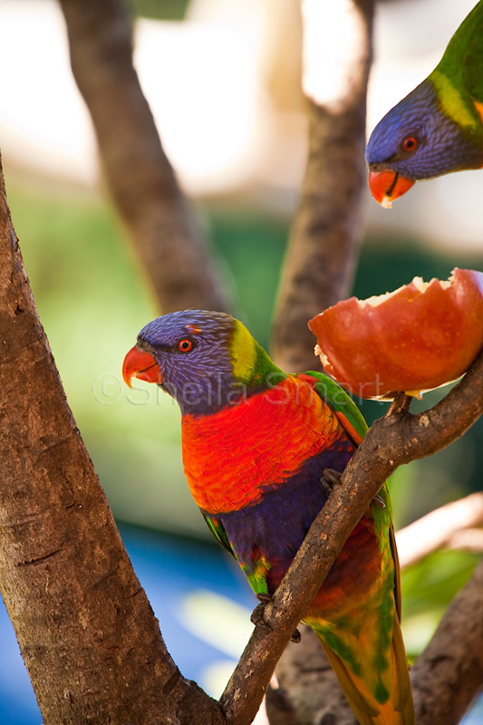 Rainbow Lorikeets eating apple