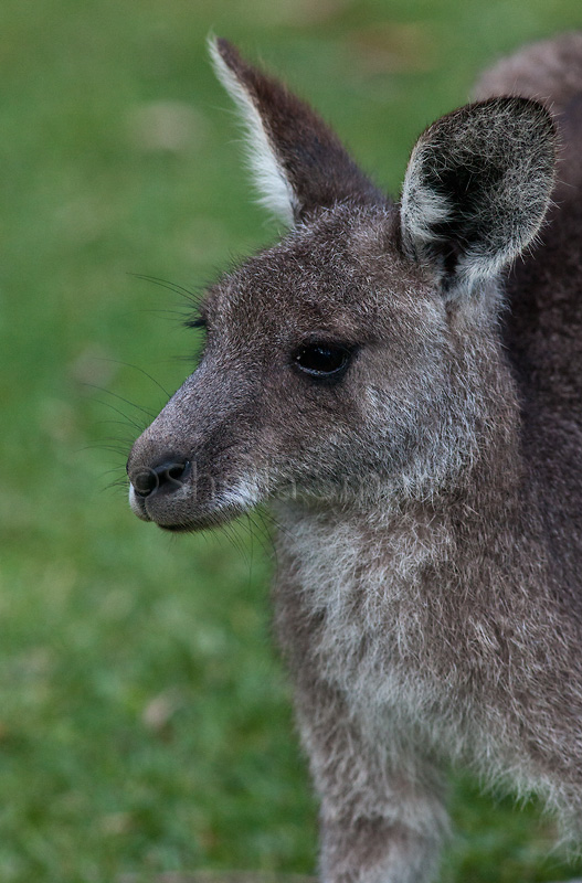 Eastern grey kangaroo close up