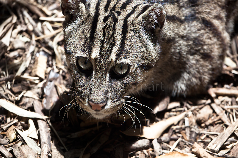 Fishing cat