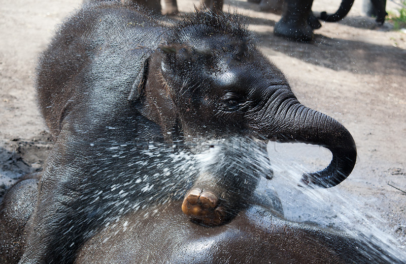 Padhi Harn having a bath