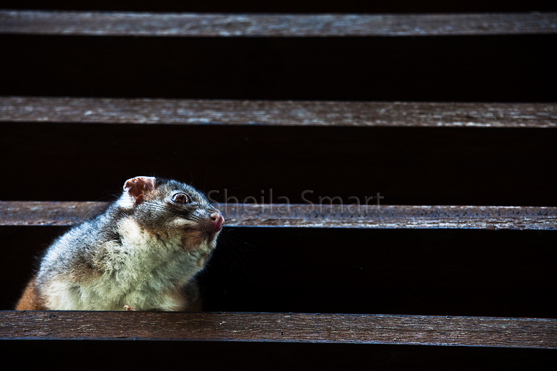 Ringtail possum