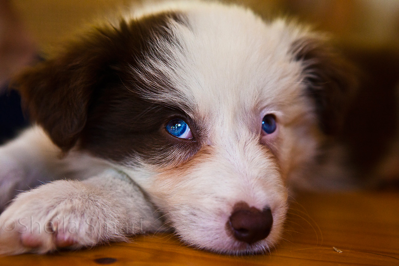 Ziggy, border collie