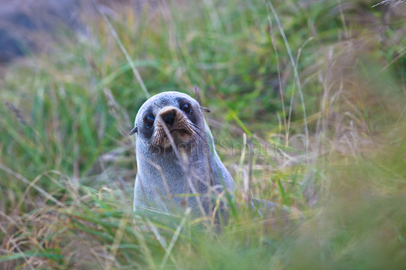 Baby New Zealand fur seal peers out from behind grass