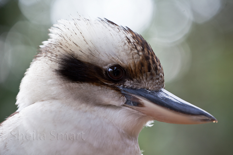 Kookaburra 300mm at f/8 