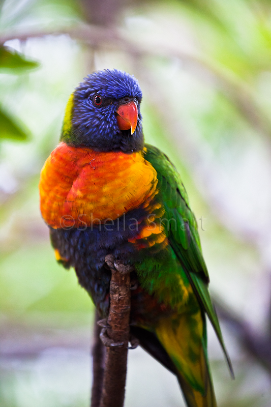 Rainbow lorikeet