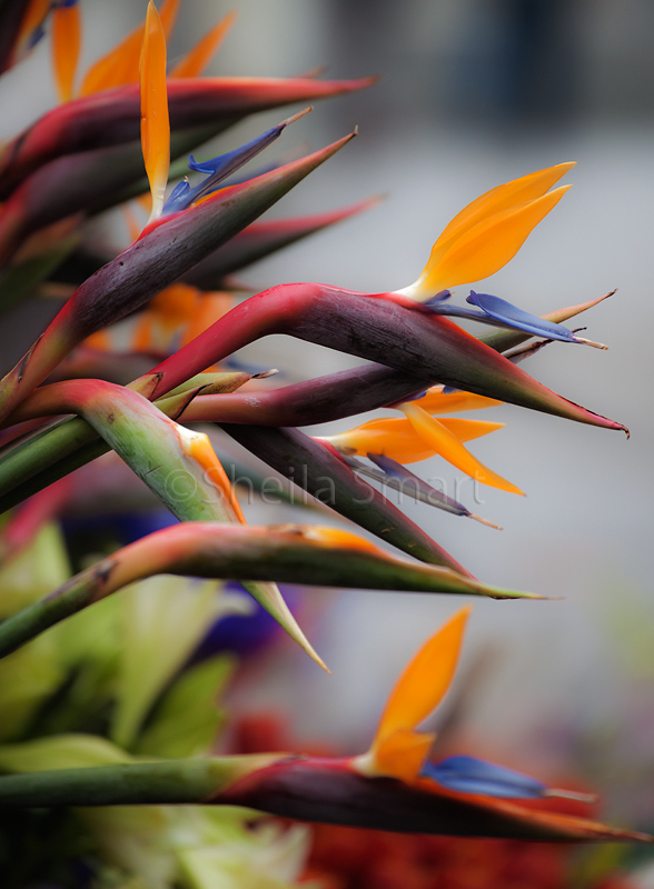 Strelitzia bunch