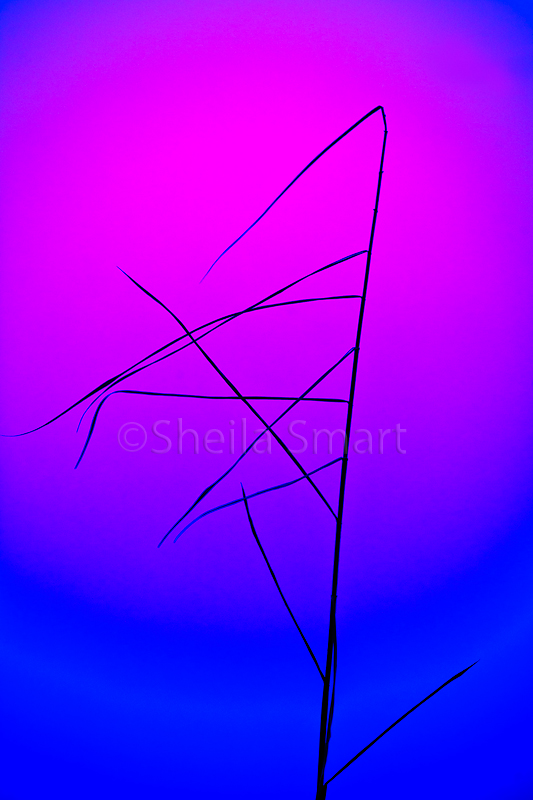 Reed 