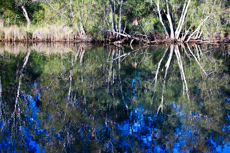 Trees at Deep Creek 