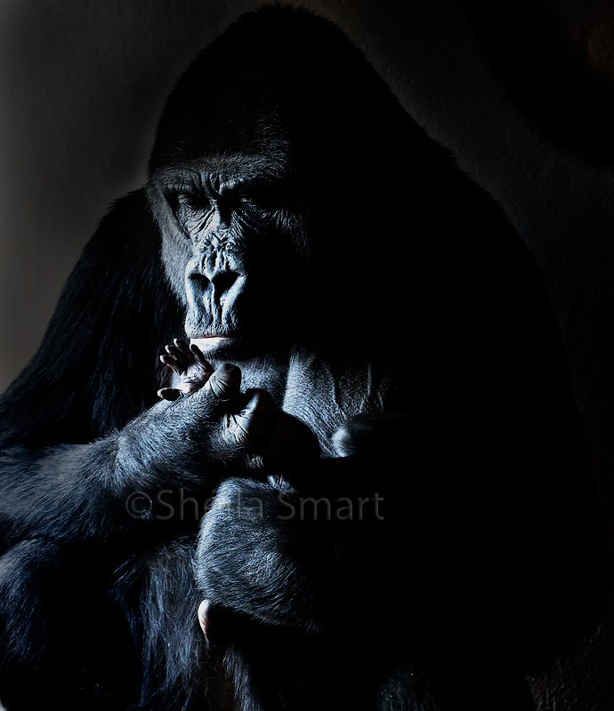 Lowland mountain gorilla with hand of baby
