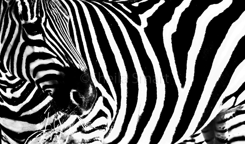 Zebra close crop monochrome