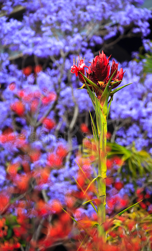 Gymea lily with kangaroo paw and jacaranda 