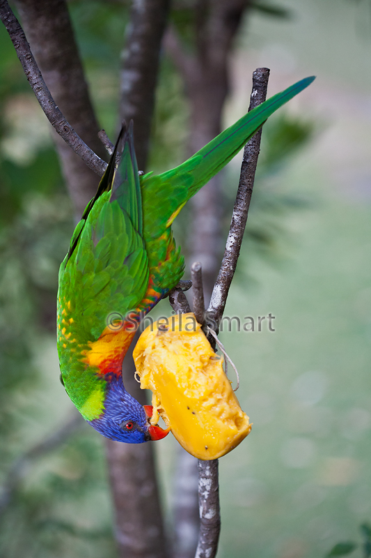 Rainbow lorikeet eating mango on deck