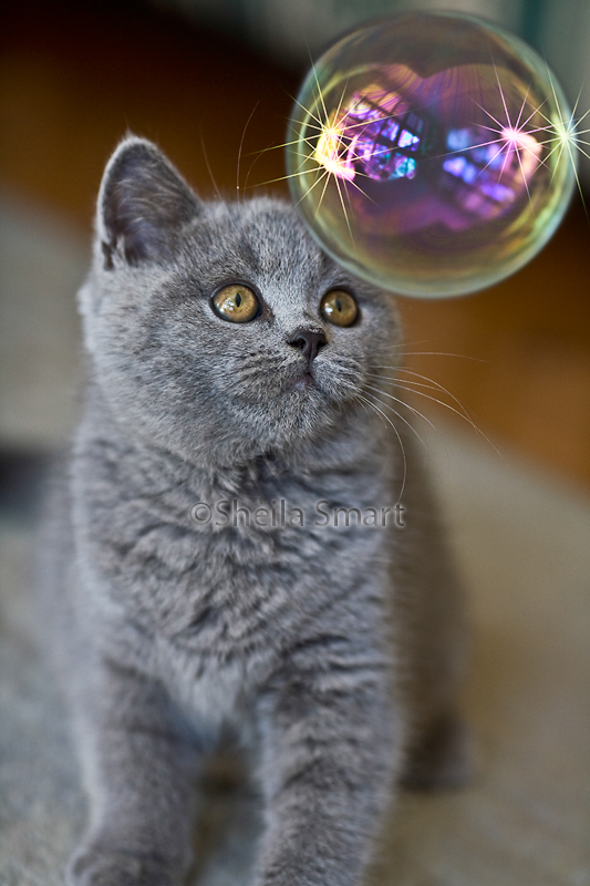 British Blue cat with bubble