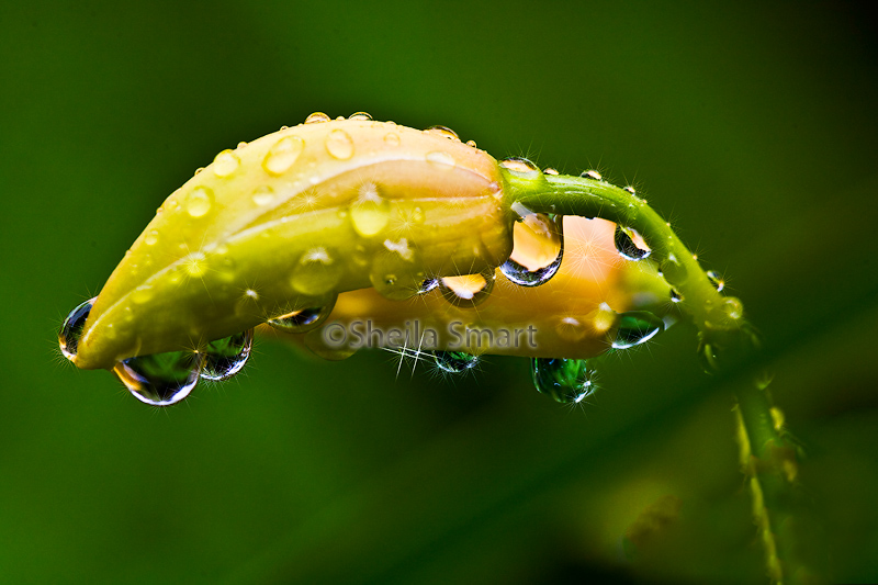 Orchid bud with raindrops