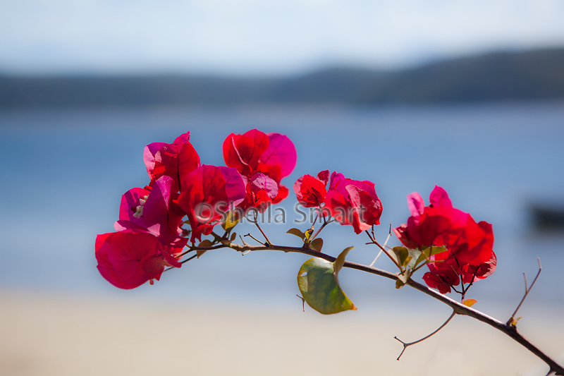 Bougainvillea with Pittwater backdrop