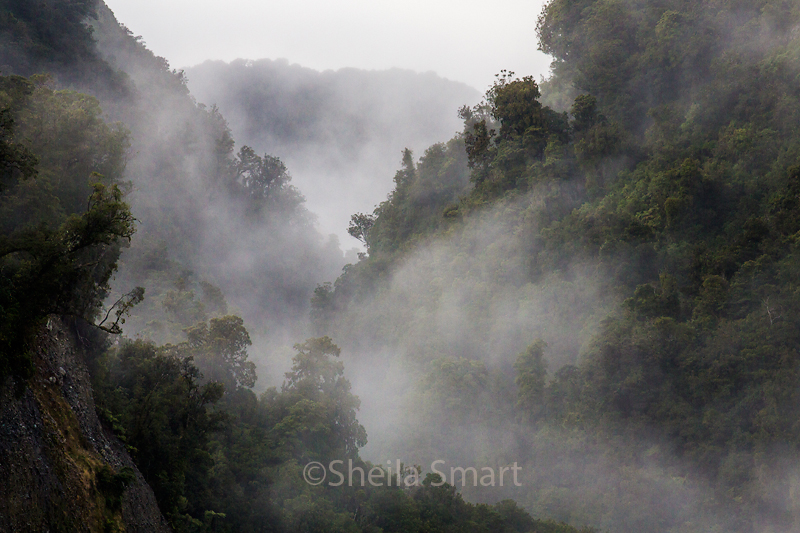 Mist in trees at Franz Josef