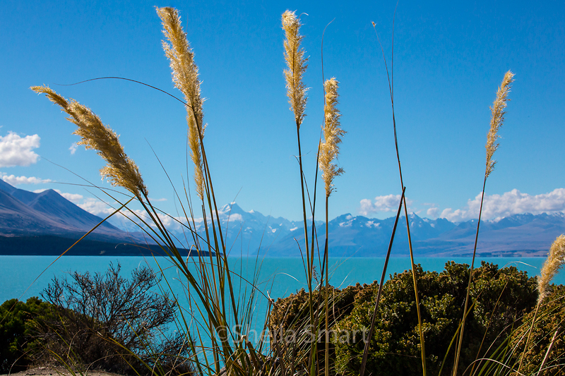 Mount Cook range through pampas grass 