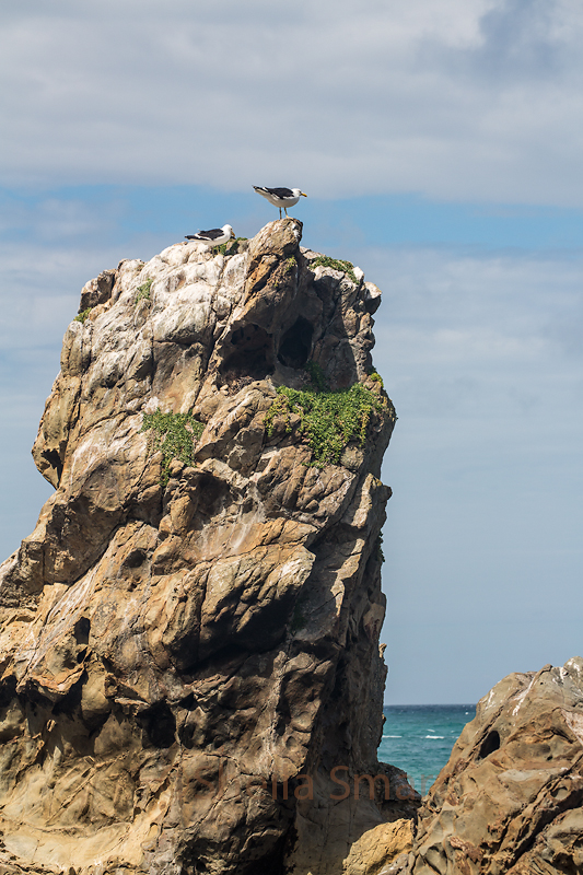 Gulls at Kaikora 