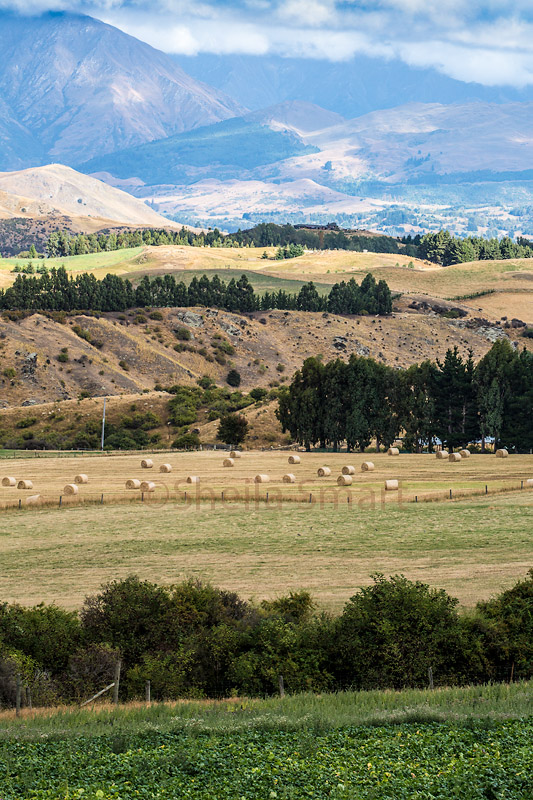 Meadows near Queenstown