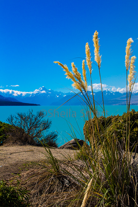 Pampas with Mount Cook range as backdrop