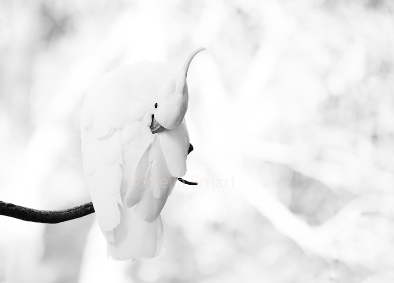 Sulphur crested cockatoo in monochrome