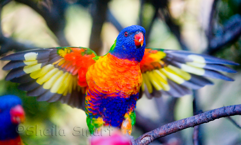 Rainbow lorikeet flapping its wings