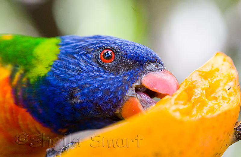 Rainbow lorikeet with mango