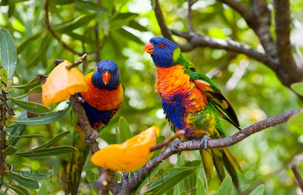 Two rainbow lorikeets with mango