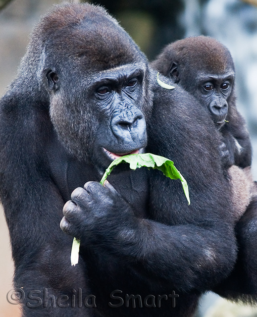 Lowland mountain gorilla with young 