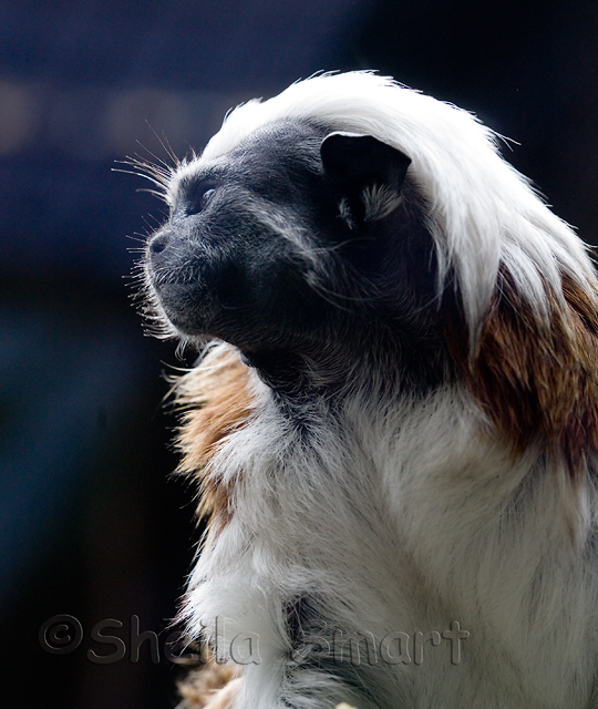 Tamarin with backlighting