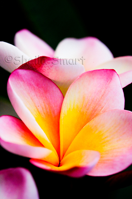 Frangipani - pink and yellow variety