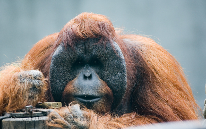 Orang utan close