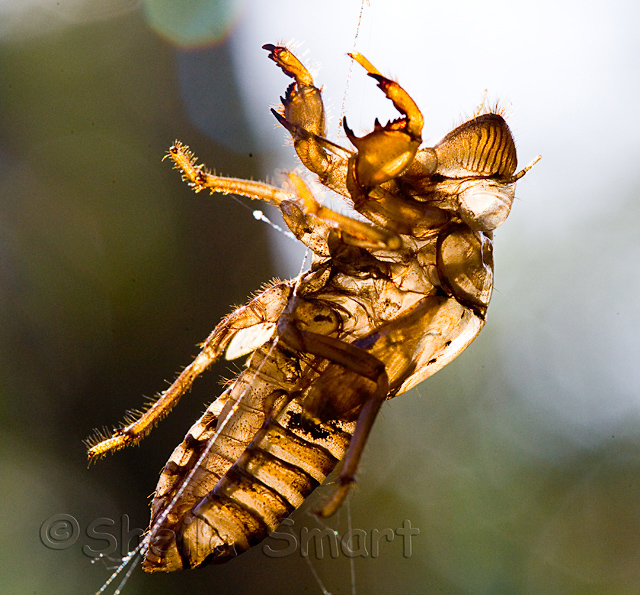 Cicada shell in spiders web