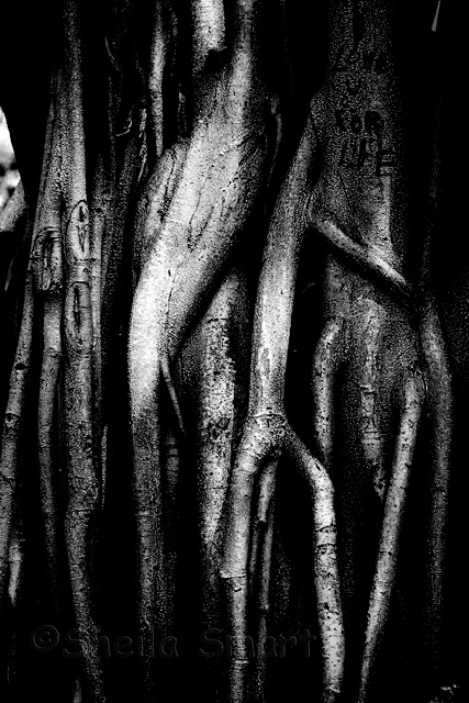 Morton Bay tendrils