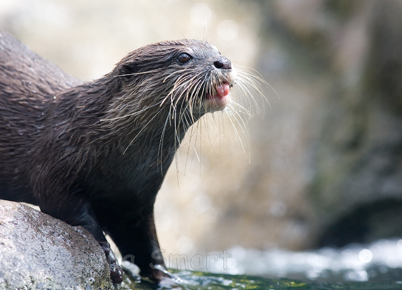 Otter