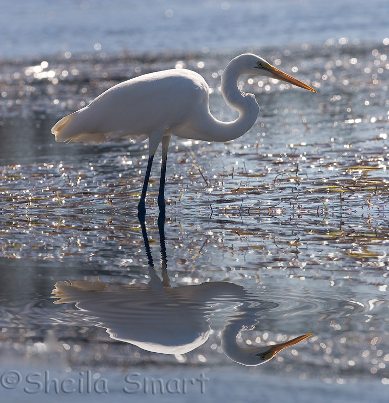 Heron