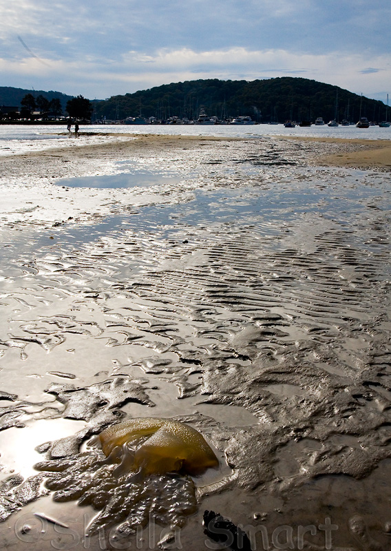 Dead jellyfish on mudflat