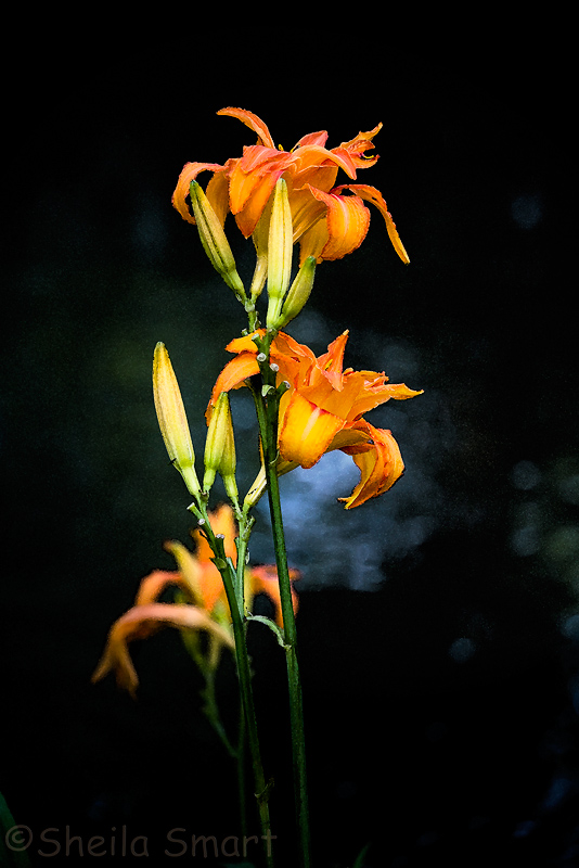 Lily at Monets Gardens with filter