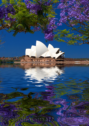 Sydney Opera House with jacaranda 