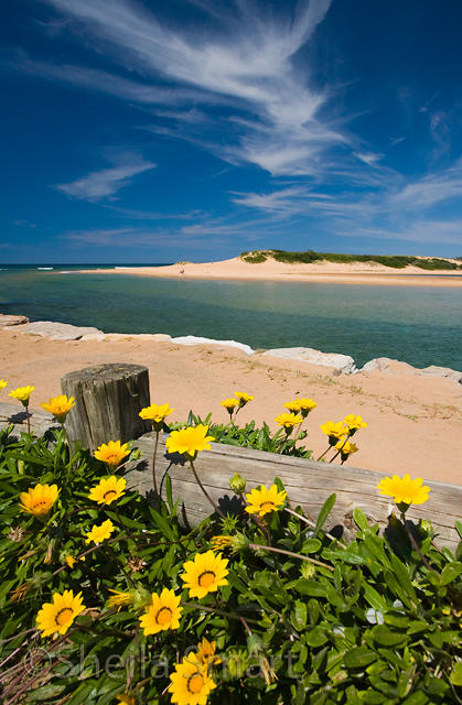 Daisies at Narrabeen