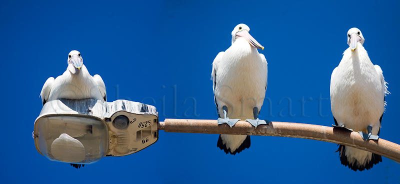 Three Australian pelicans on post