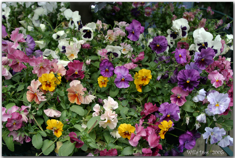 Pansies!