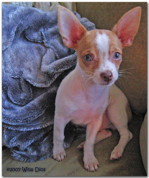Diego The Blue Eyed Chihuahua